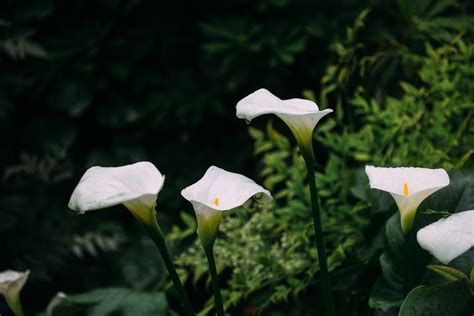 彩葉芋風水|彩葉芋裝點家居 ─ 打造綠意盎然的室內空間秘訣 